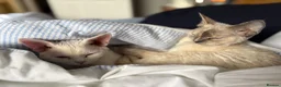 Devon Rex cats for sale:  Sorell – TheLittle Shadow Who Steals Your Heart  - Advert 1