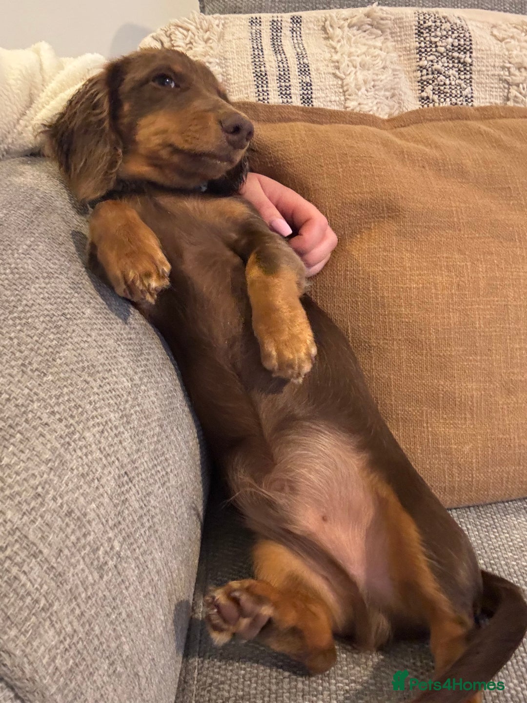 Miniature Dachshund dogs for sale: Rehoming - Advert 6
