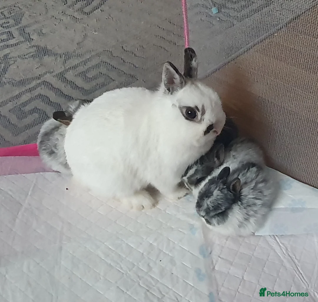Netherland Dwarf rabbits for sale: 4 Beautiful Netherland Dwarf Buns in Pinner - Advert 11