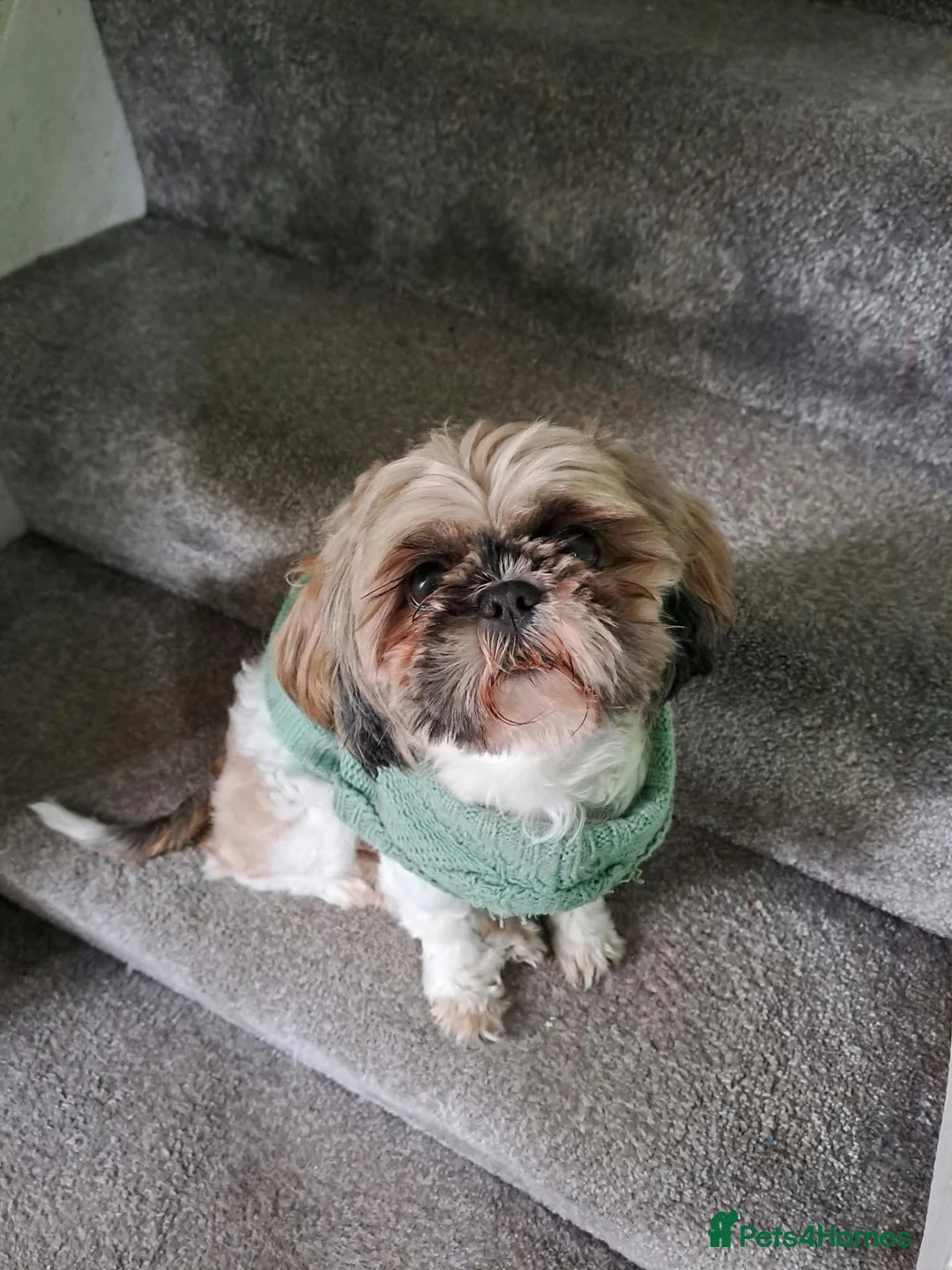 Shih Tzu dogs for sale: Shih tzu 6y old in Batley - Advert 15