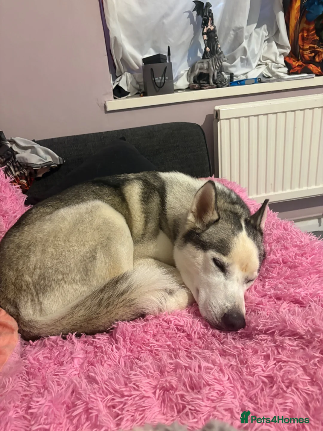 Siberian Husky dogs for sale: 1 year old Siberian husky  in Horncastle - Advert 2