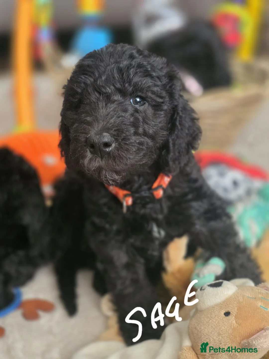 Bedlington Terrier dogs for sale: Blue Bedlington terrier bitch in Stoke-on-Trent - Advert 2