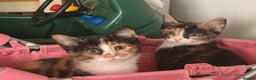 Mixed Breed cats for sale: Calico kittens both female  - Advert 9