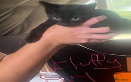 Mixed Breed cats for sale: Ragdoll/mainecoon mix  - Image 3