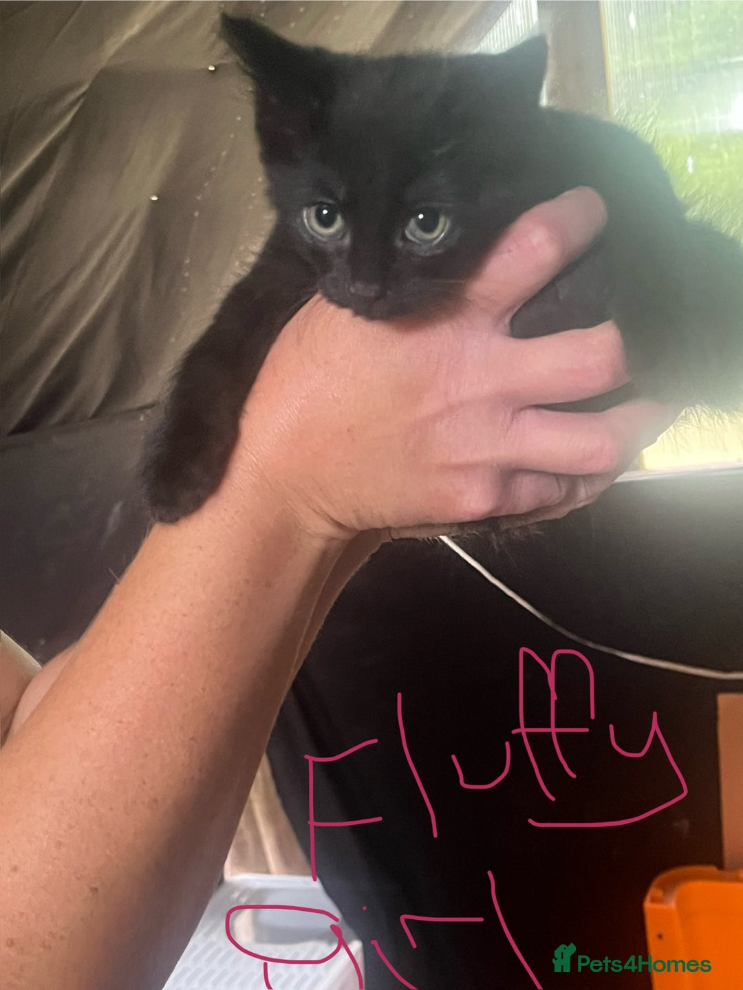 Mixed Breed cats for sale: Ragdoll/mainecoon mix  - Image 3