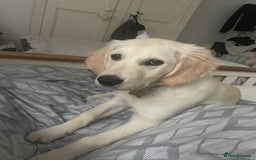Golden Retriever dogs for sale: 5 month old puppy - Image 6