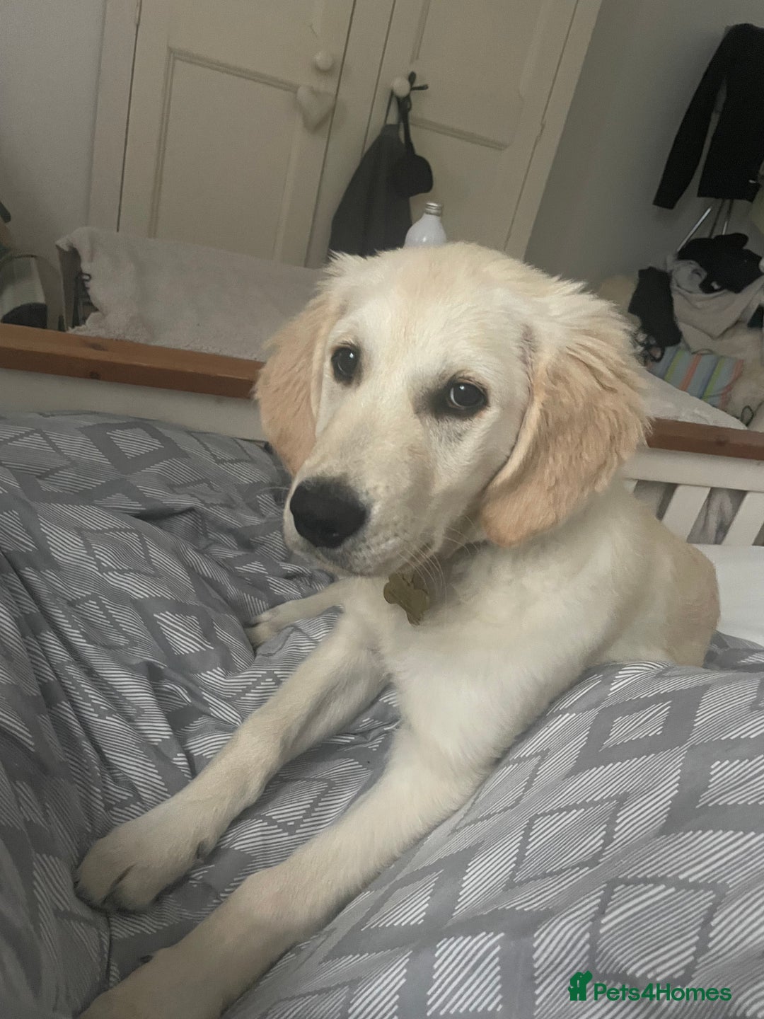 Golden Retriever dogs for sale: 5 month old puppy - Image 6