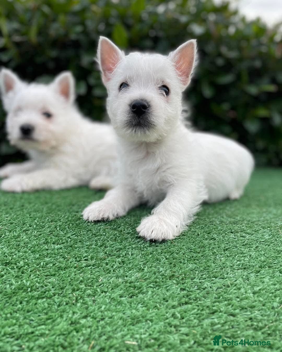 West Highland Terrier dogs for sale: Stunning West Highland puppies - Image 6