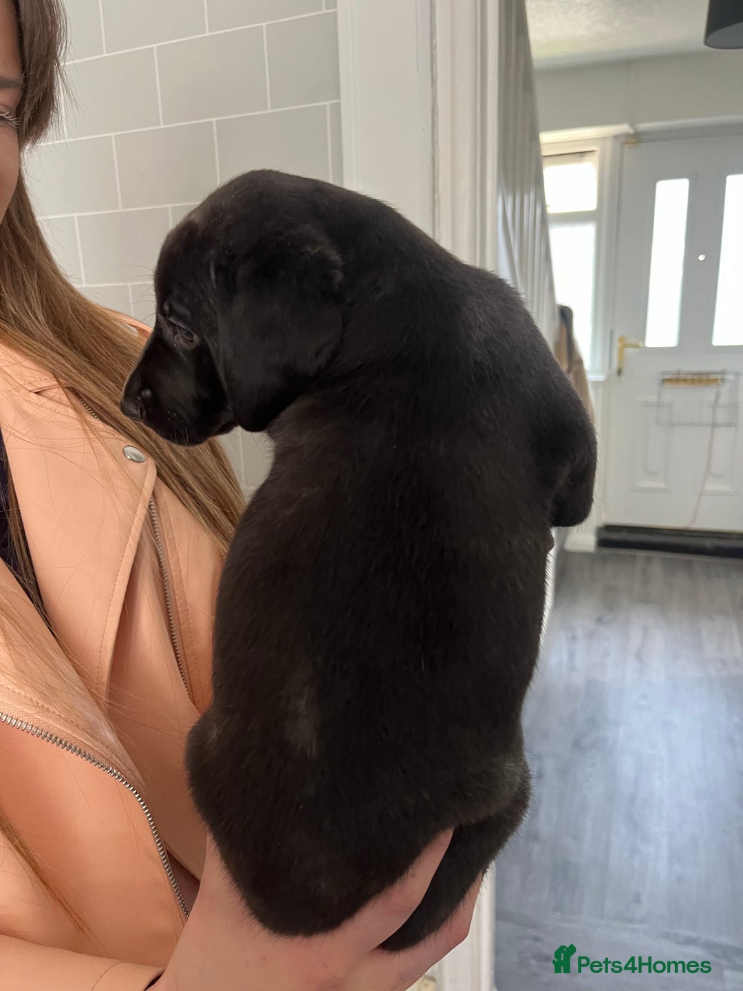Mixed Breed dogs for sale: Weimaraner/deerhound  - Image 3
