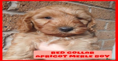 Cockapoo dogs - Advert 14