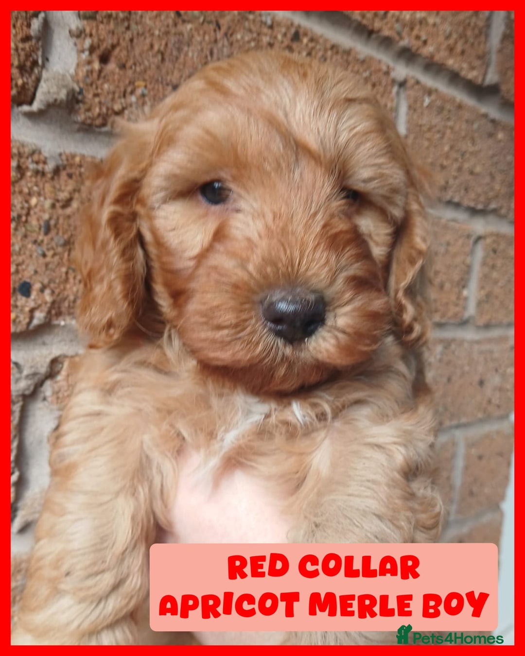 Cockapoo dogs for sale: READY NOW 5* F2B Apricot Merle Cockapoos - Image 4