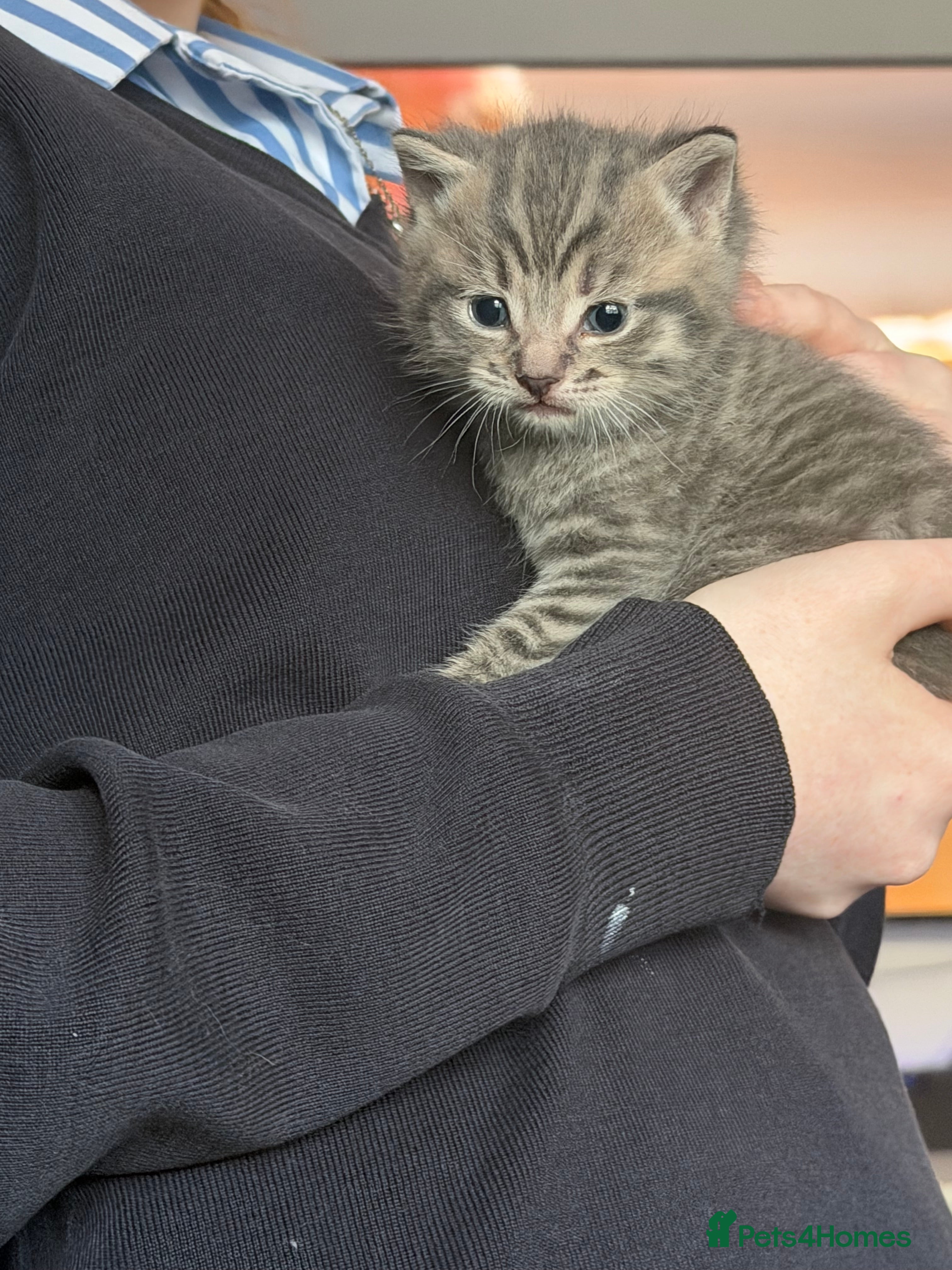 Mixed Breed cats One boy kitten - Advert 3