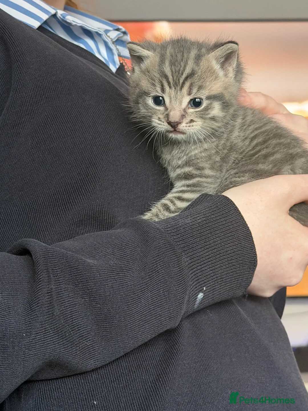 Mixed Breed cats for sale: One boy kitten - Advert 1