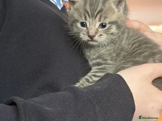 Mixed Breed cats One boy kitten - Advert 3