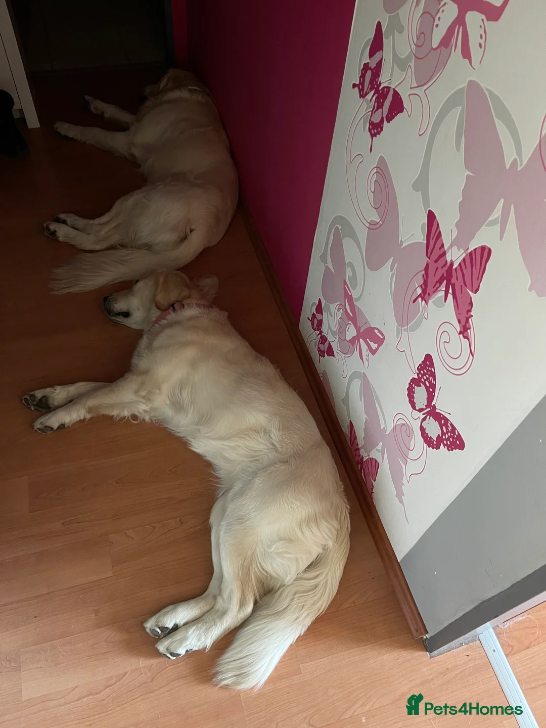 Golden Retriever dogs for sale: KC Registered golden retriever girl - Advert 5