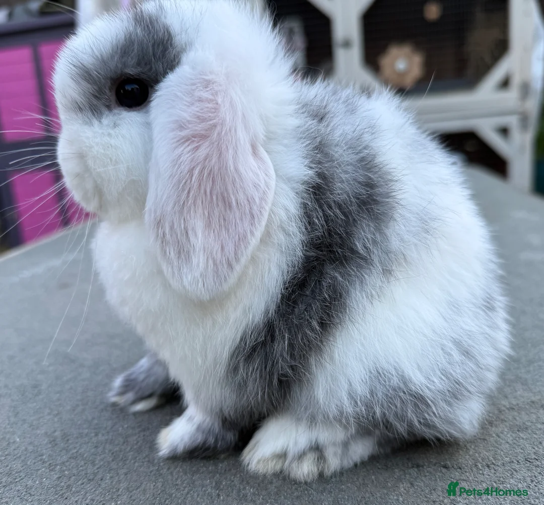 Mini Lop rabbits for sale: Black magpie doe/girl mini lop - Advert 1