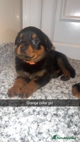Rottweiler dogs KC Rottweiler Puppies last 2 girls READY NOW - Advert 3
