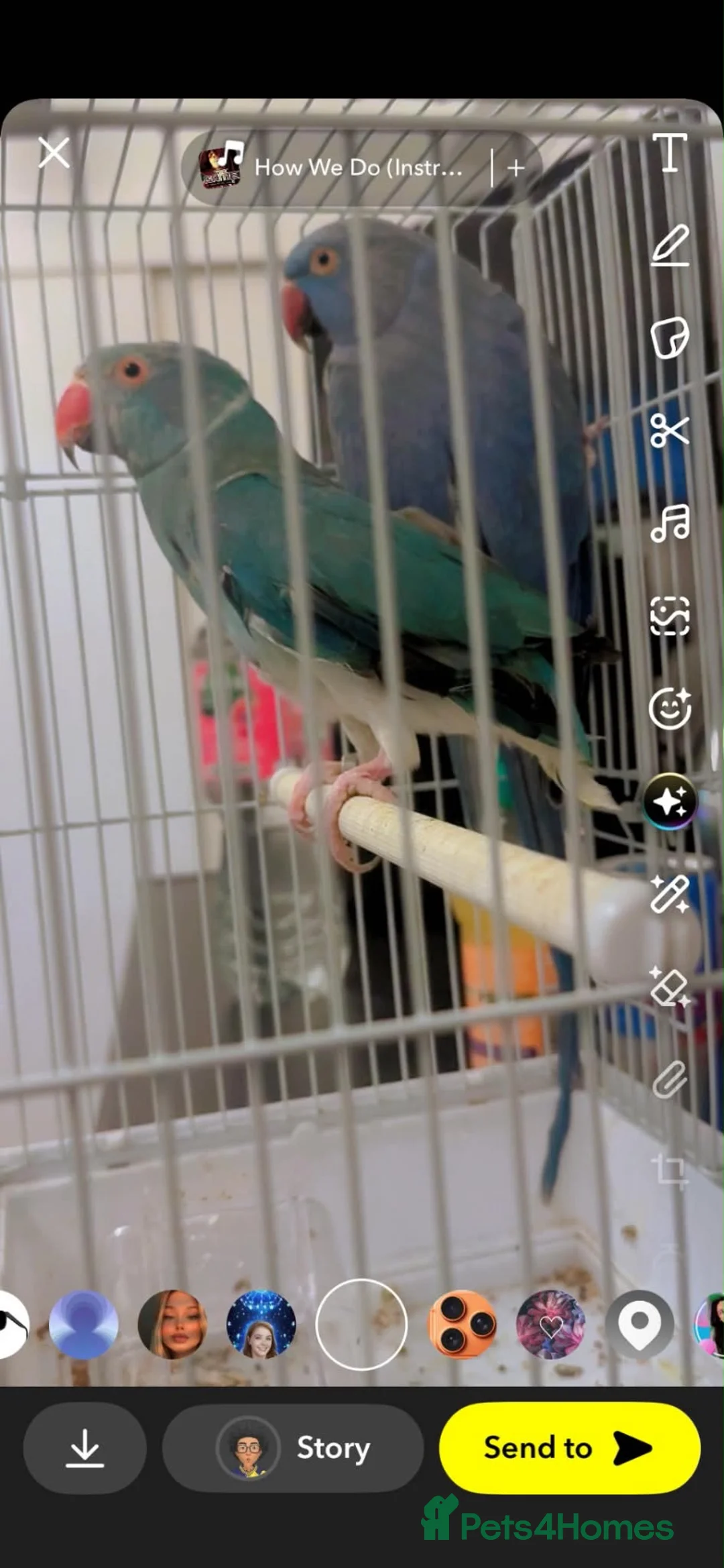 Ringnecks birds for sale: Ringnecks in Bishop Auckland - Advert 4