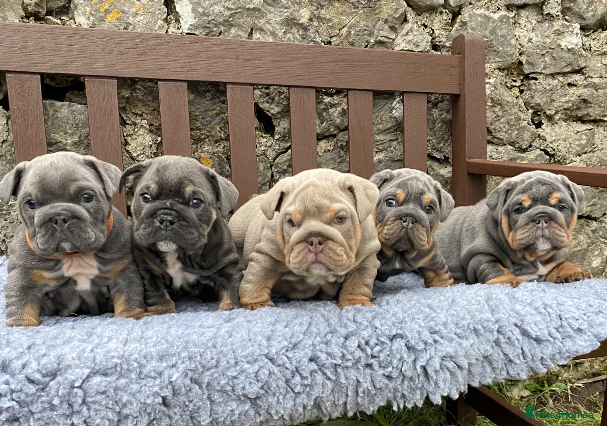 English Bulldog dogs KC registered English bulldog puppies  - Advert 1