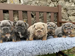 English Bulldog dogs KC registered English bulldog puppies - Advert 1