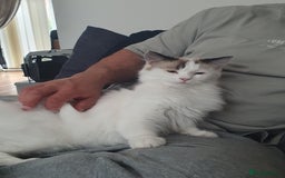 Ragdoll cats for sale: Ragdoll girls need rehomed asap - Image 5