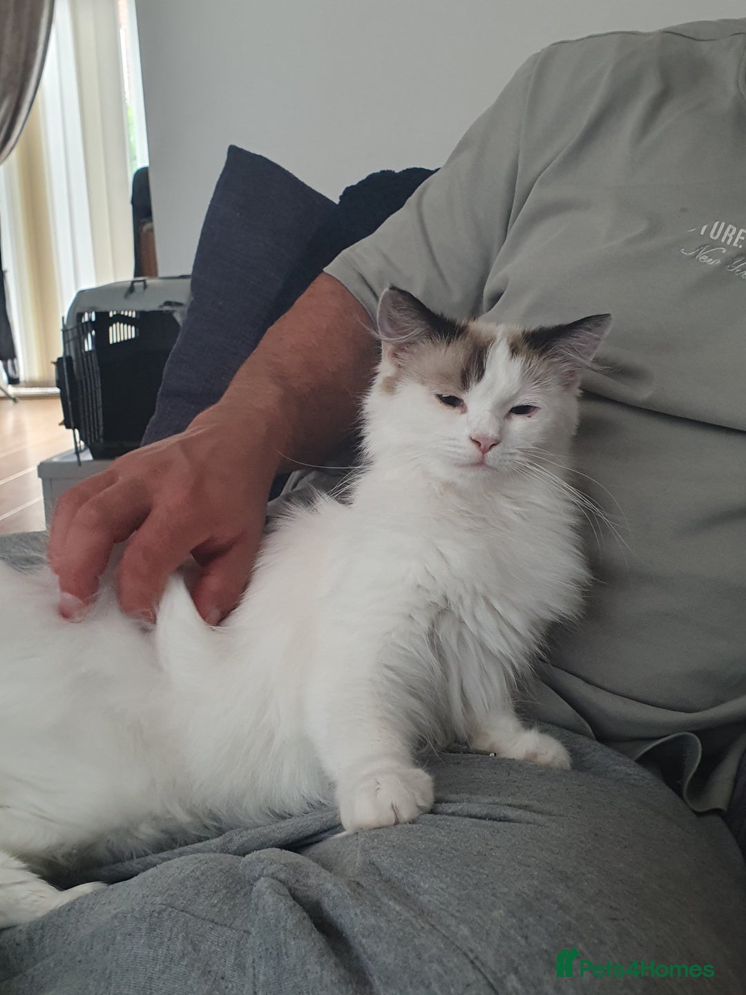 Ragdoll cats for sale: Ragdoll girls need rehomed asap - Image 5