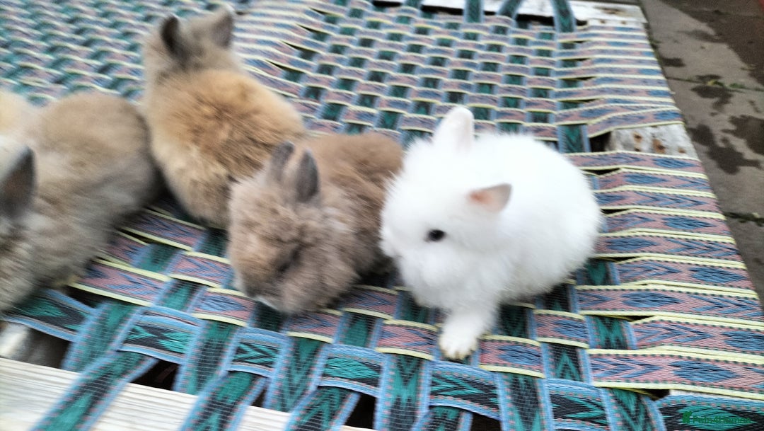 Lionhead rabbits for sale: Fluffy Pure Lionhead Baby Bunnies - Rare colours - Image 9