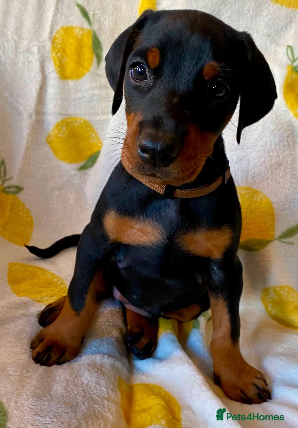 Dobermann dogs Health tested European puppies  - Advert 1