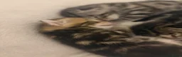 Bengal cats for sale: 4 beautiful part bengal kittens  - Advert 13