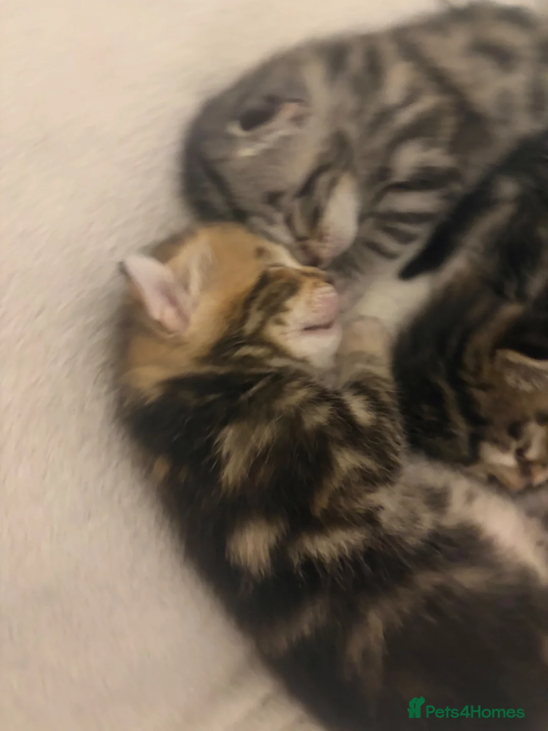 Bengal cats for sale: 4 beautiful part bengal kittens  - Advert 13