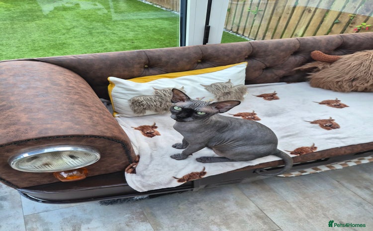 Sphynx cats - Advert 2