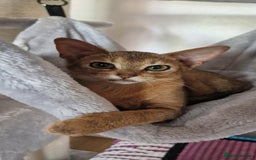 Abyssinian cats for sale: Pure Abyssinian kittens ❤️Ready to go 😍  - Image 17
