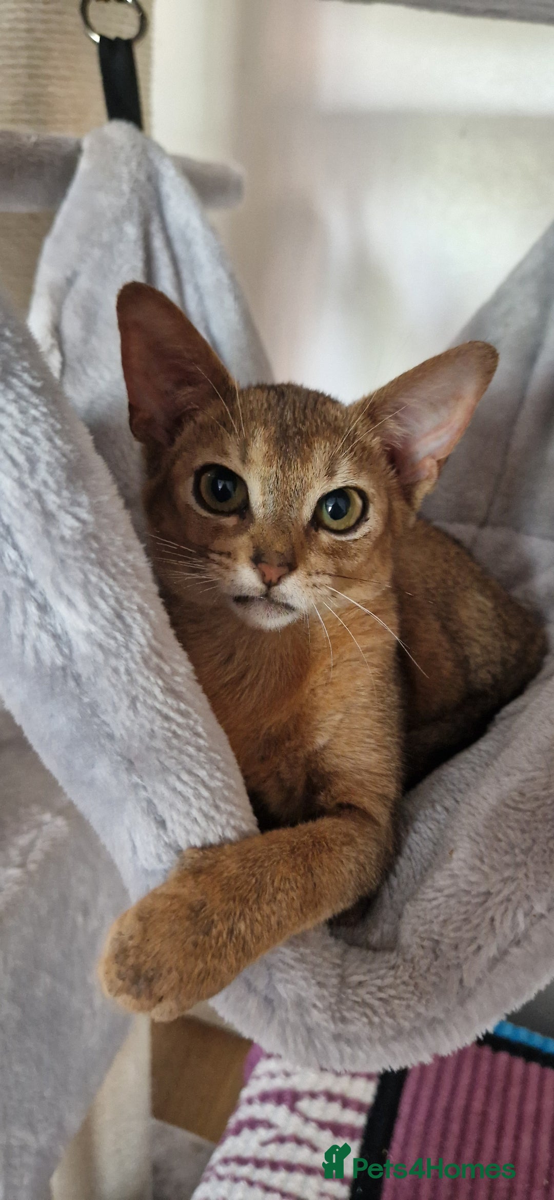Abyssinian cats for sale: Pure Abyssinian kittens ❤️Ready to go 😍  - Image 17