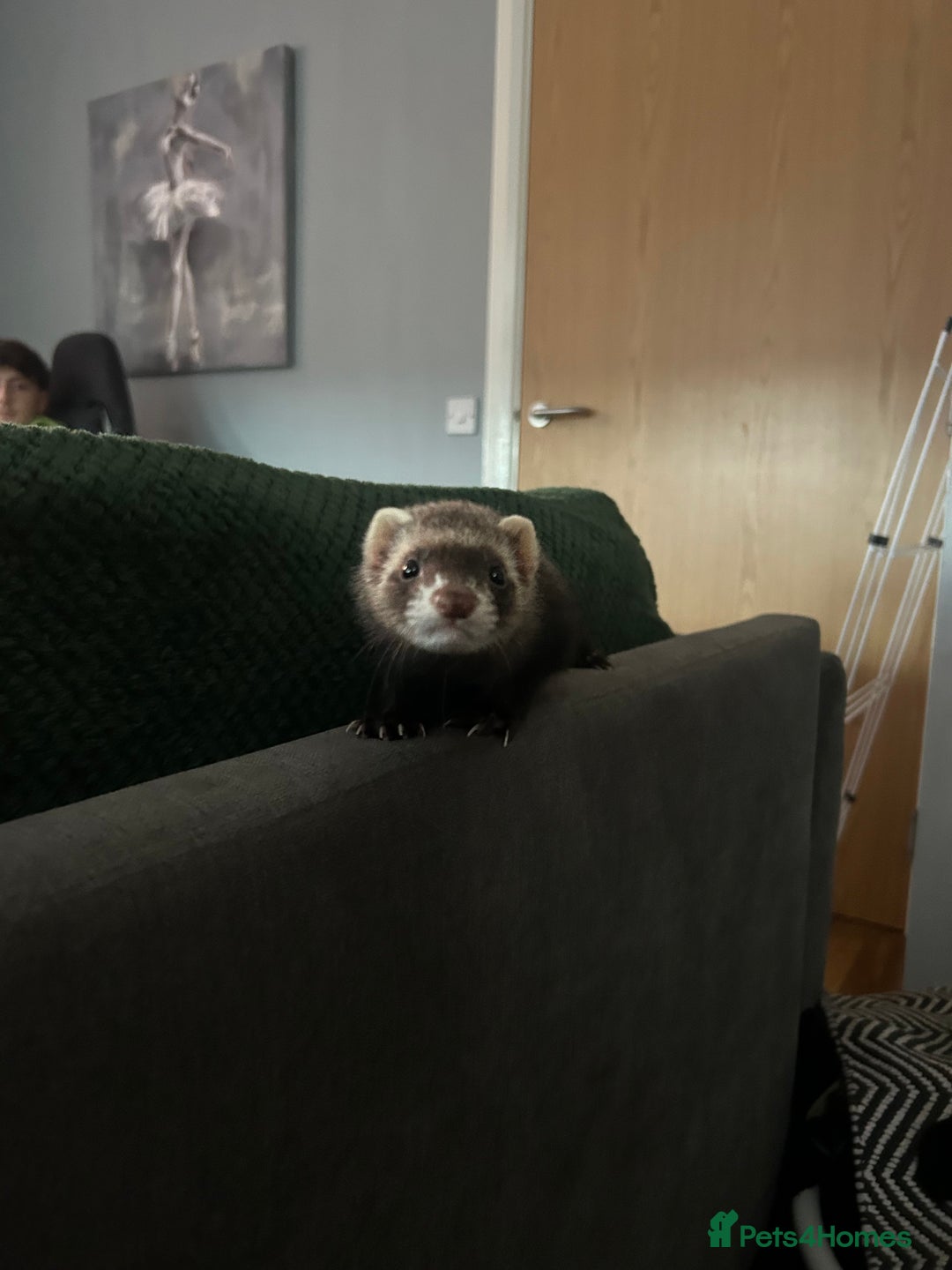 Ferret rodents for sale: 2 female ferrets for sale  - Advert 1