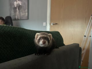 Ferret rodents for sale: 2 female ferrets for sale - Advert 1