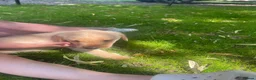 Labrador Retriever dogs for sale: Beautiful Labrador puppies  - Advert 3