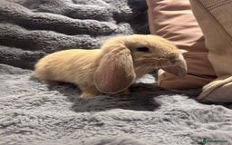 French Lop rabbits for sale: Pure bred French lop bunnies - Image 3