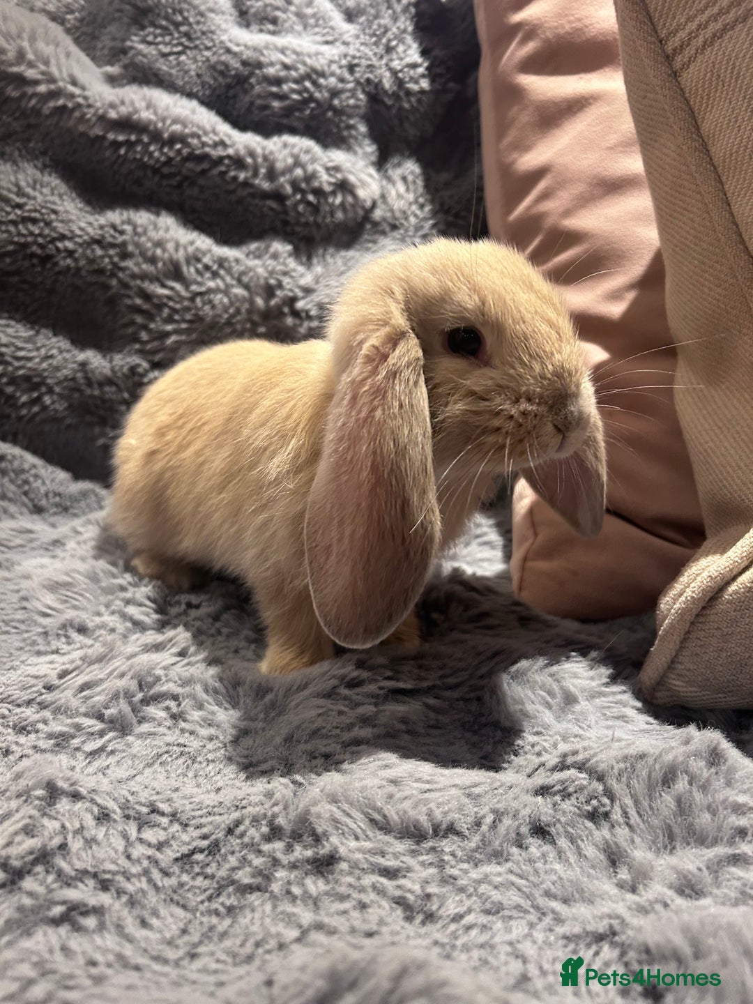 French Lop rabbits for sale: Pure bred French lop bunnies - Image 3