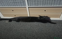 British Longhair cats for sale: Black and white kittens  - Image 1