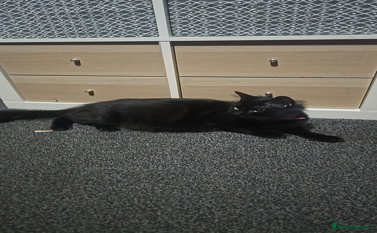 British Longhair cats - Advert 14