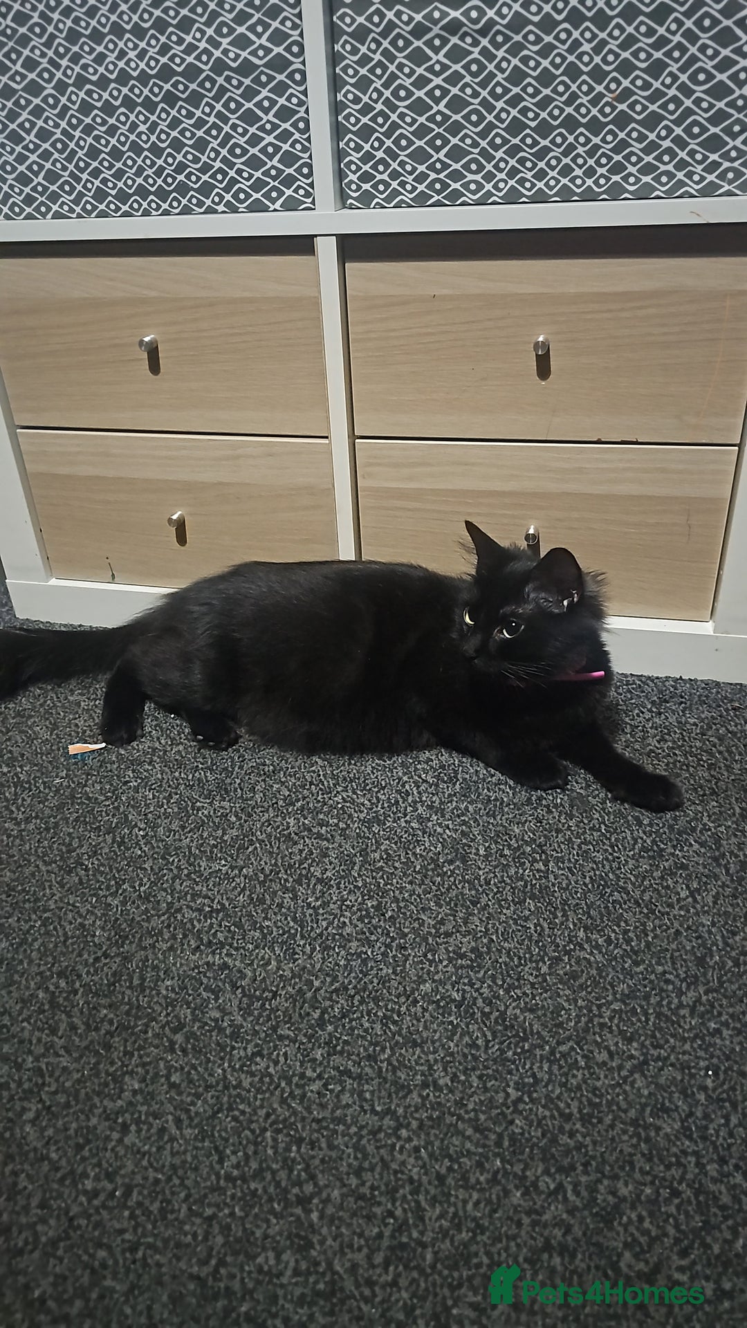 British Longhair cats for sale: Black and white kittens  - Image 1