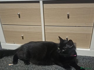 British Longhair cats - Advert 1