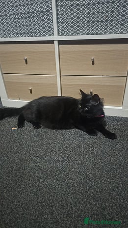 British Longhair cats - Advert 1