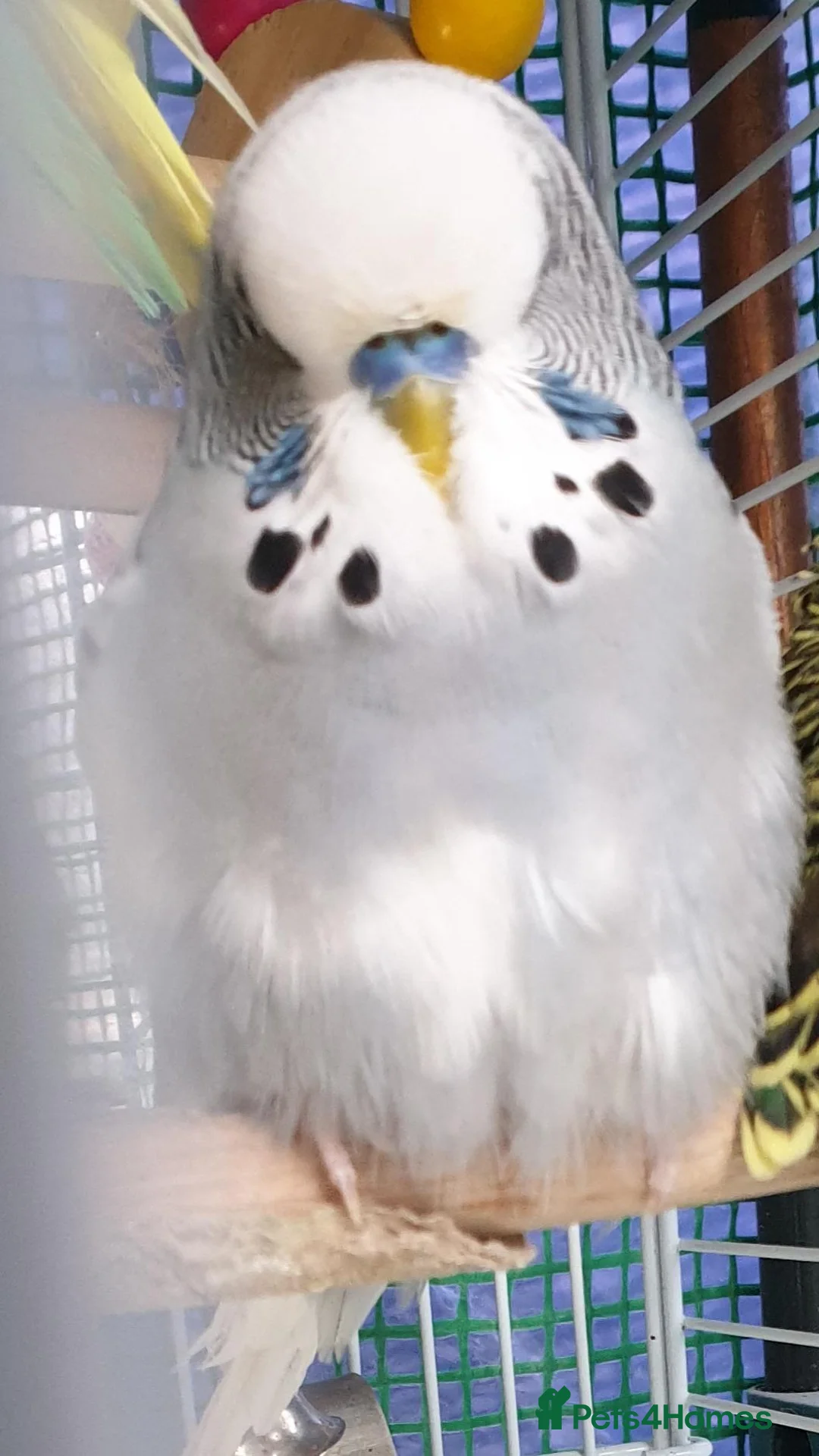 Budgerigars birds for sale: Buggies various colours - Advert 2