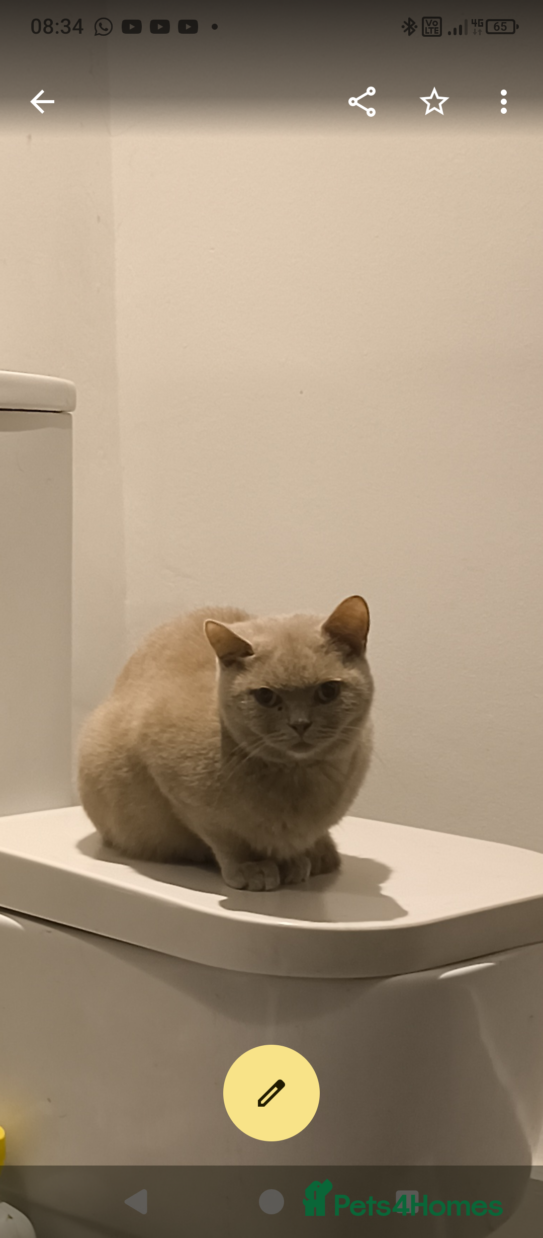 British Shorthair cats 3 beautiful little British short hair kittens   - Advert 6