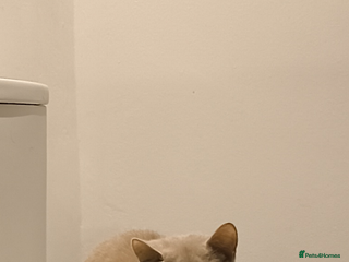 British Shorthair cats 3 beautiful little British short hair kittens - Advert 1