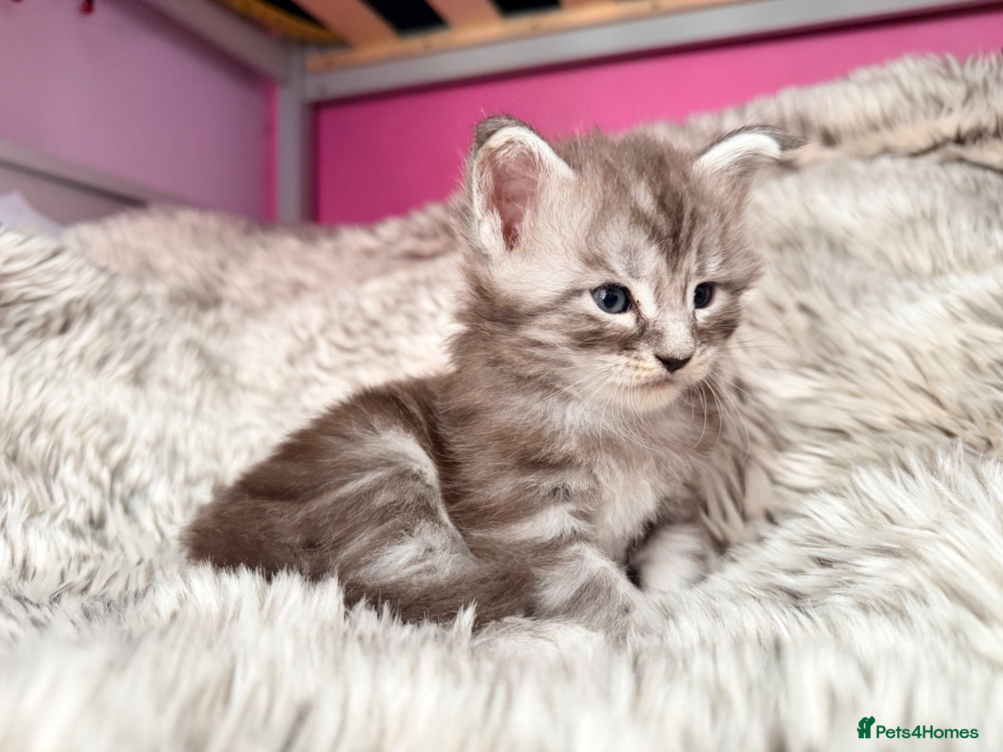 Maine Coon cats Giant Maine Coon male kittens TICA - Advert 1