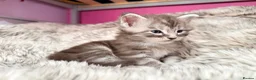 Maine Coon cats for sale: Giant Maine Coon male kittens TICA - Advert 1
