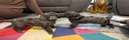 Cavapoo dogs for sale: Stunning Blue Merle Cavapoo Puppies in Halifax - Advert 8
