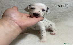 Dalmatian dogs for sale: Stunning KC dalmation puppies for sale! - Image 13
